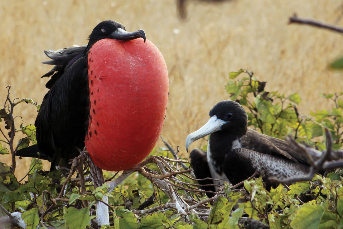 Great frigatebird, Galapagos Islands, Ecuador