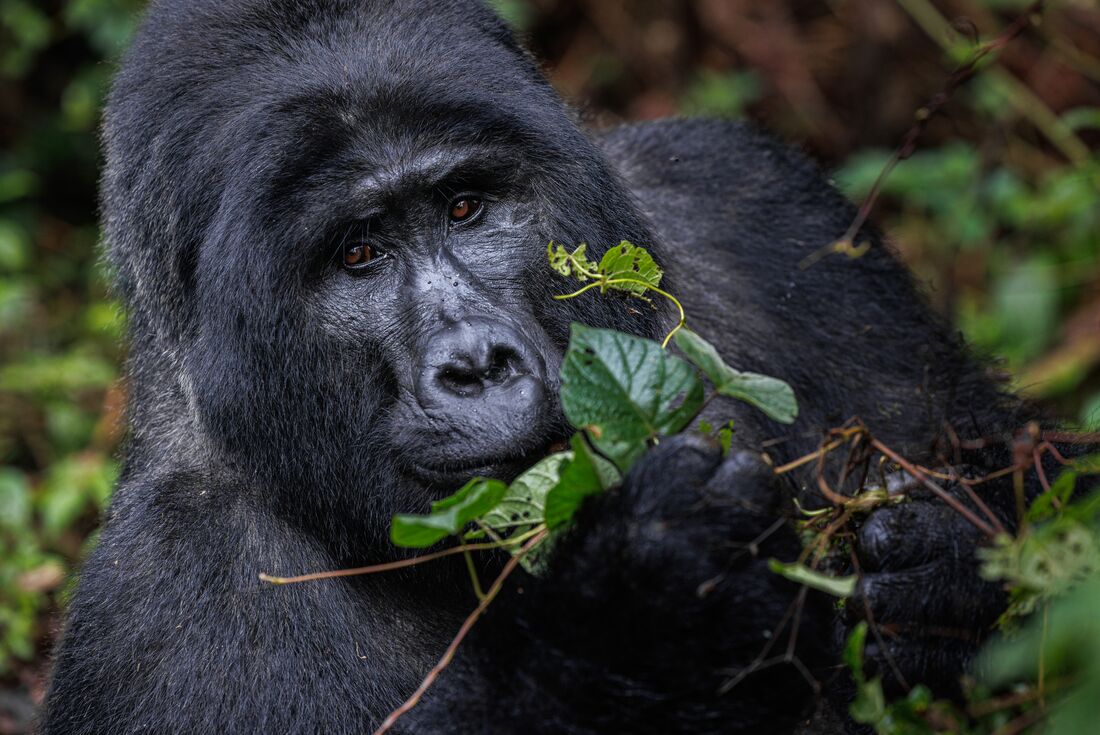 Closeup photo of Tinfayo the Silverback Gorilla eating a leaf looking directly at the camera