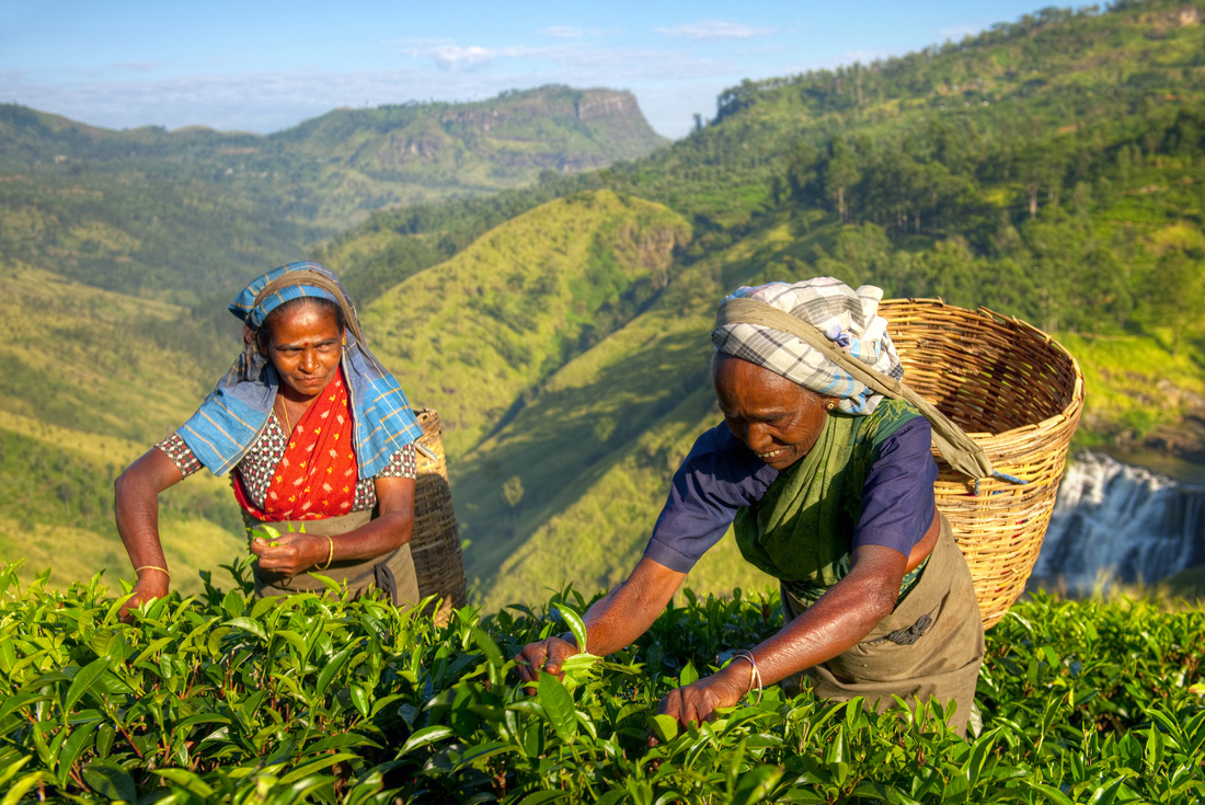 PISJ Peregrine Adventures sri lanka tea pickers locals