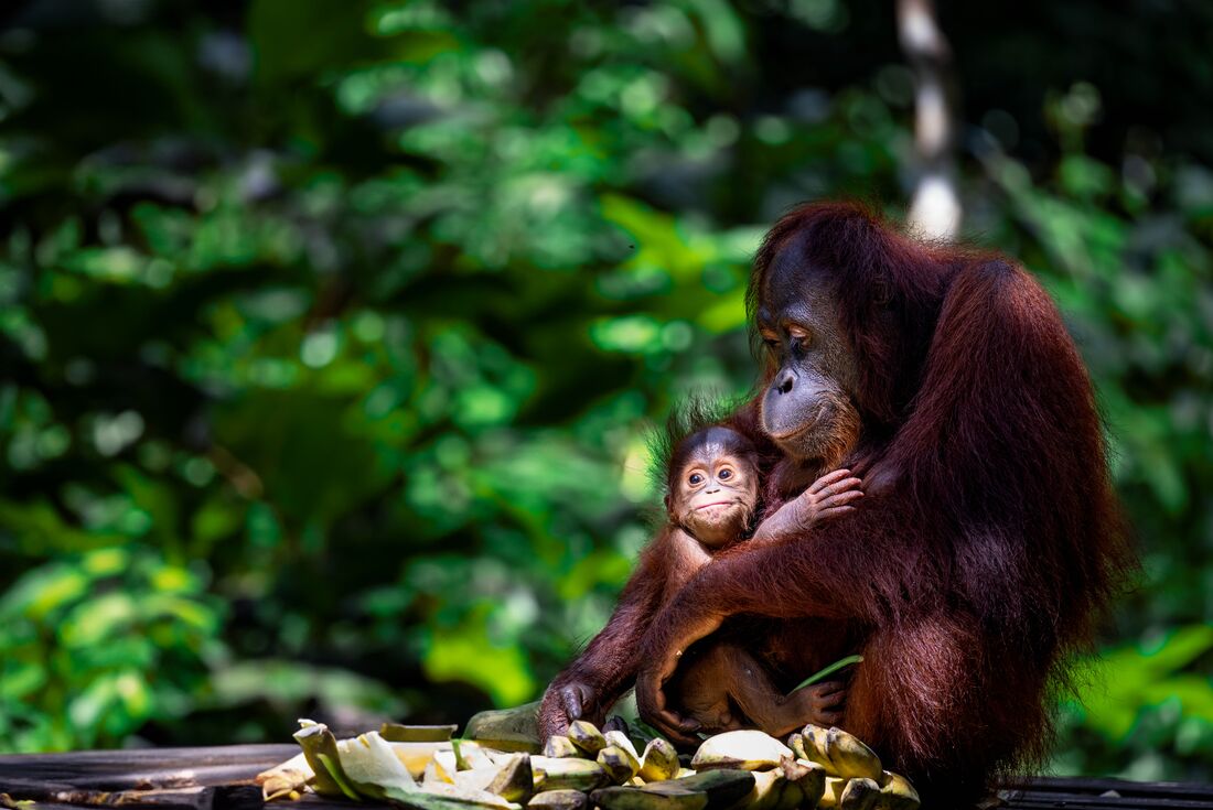 Orangutan mother and baby at Sepilok Orangutan Rehabilitation Centre in northern Borneo