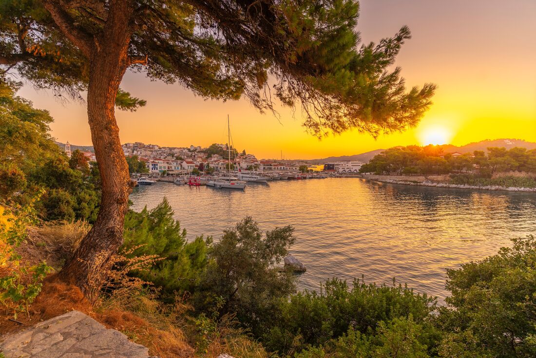 Sunrise over Skiathos island and town framed by an olive tree on the coast in Greece